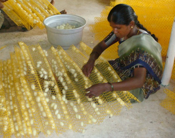 Cocoon harvesting (3)