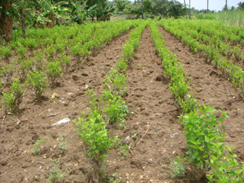 Emergence ofLeaf AfterPruning