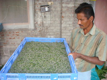 Feeding of Larvae