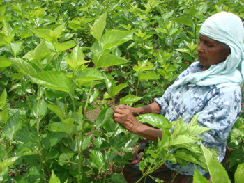 Leaf Picking By Hand