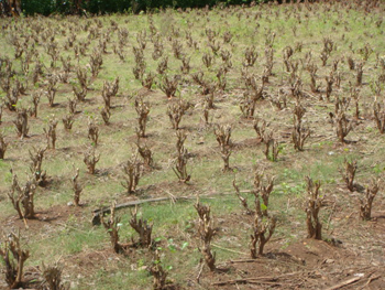 PrunedMulbery Plants