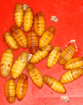 Pupae