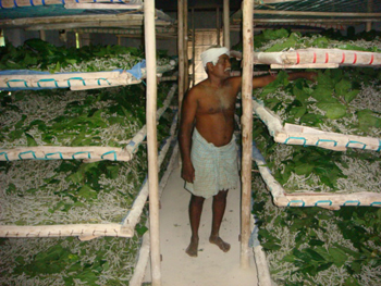 Watching of Farmer in Rearing room