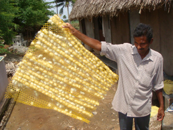 cocoons  on Tray1