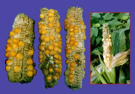 B - Maize