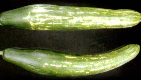 B -Cucumber