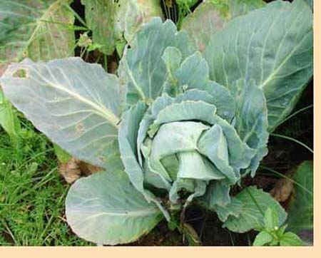 Cabbage-Cu