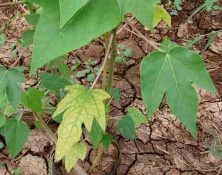 Papaya-Mg