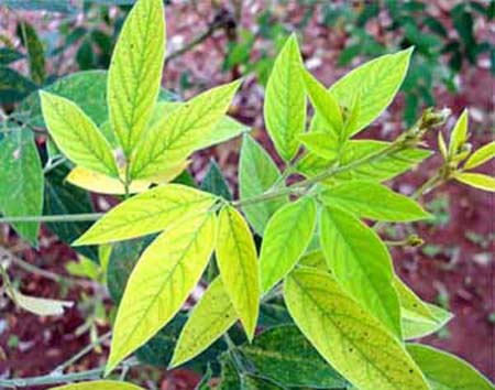 Pigeonpea-Fe