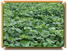 Fodder Cowpea