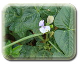 Cowpea