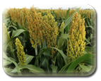 sorghum