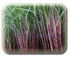 sugarcane