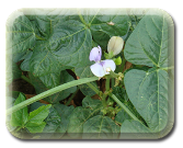 Cowpea