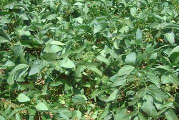 soybean0003