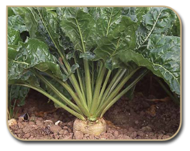 Sugarbeet