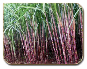 Sugarcane