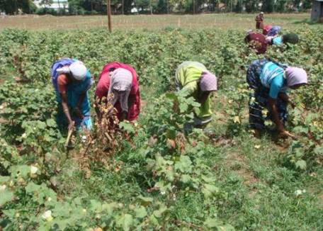 Weed Crops