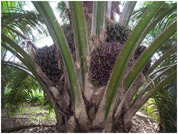 Oil Palms