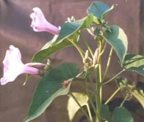 EIpomoea carnea