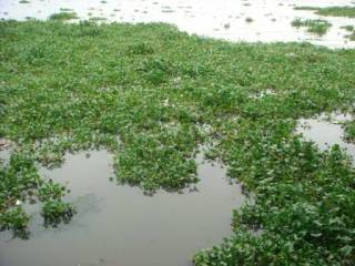 Eichhornia crassipes