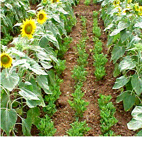 Agriculture Weed Biological Method