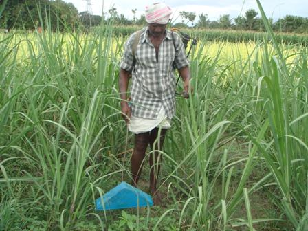 Weed Management - Chemical method