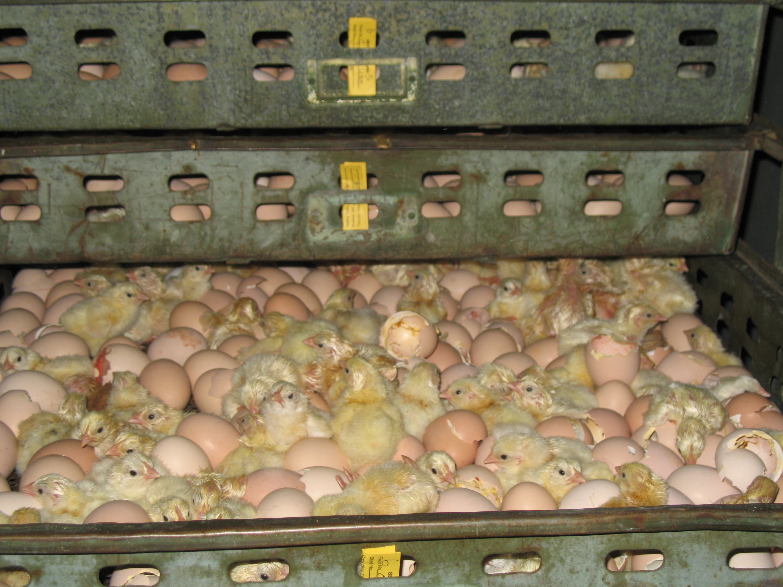 poultry_hatchery