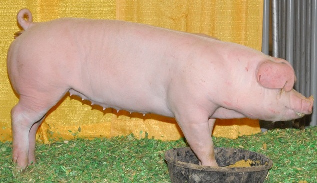 pig_gilt