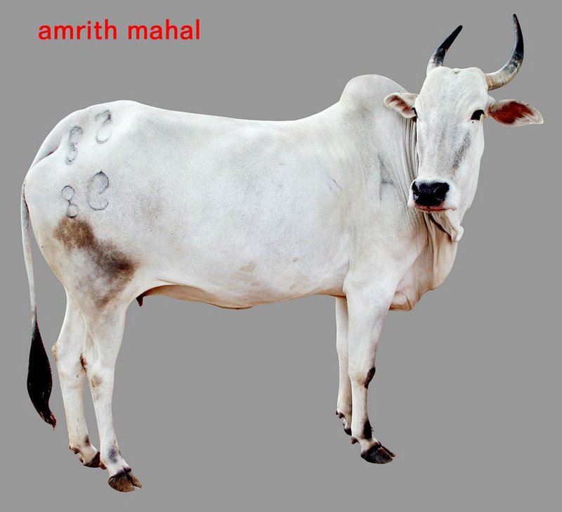 Amritmahal