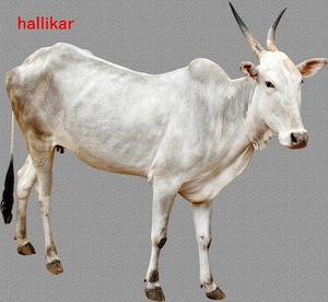 hallikar