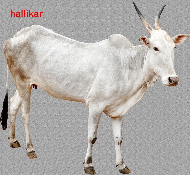 Hallikar