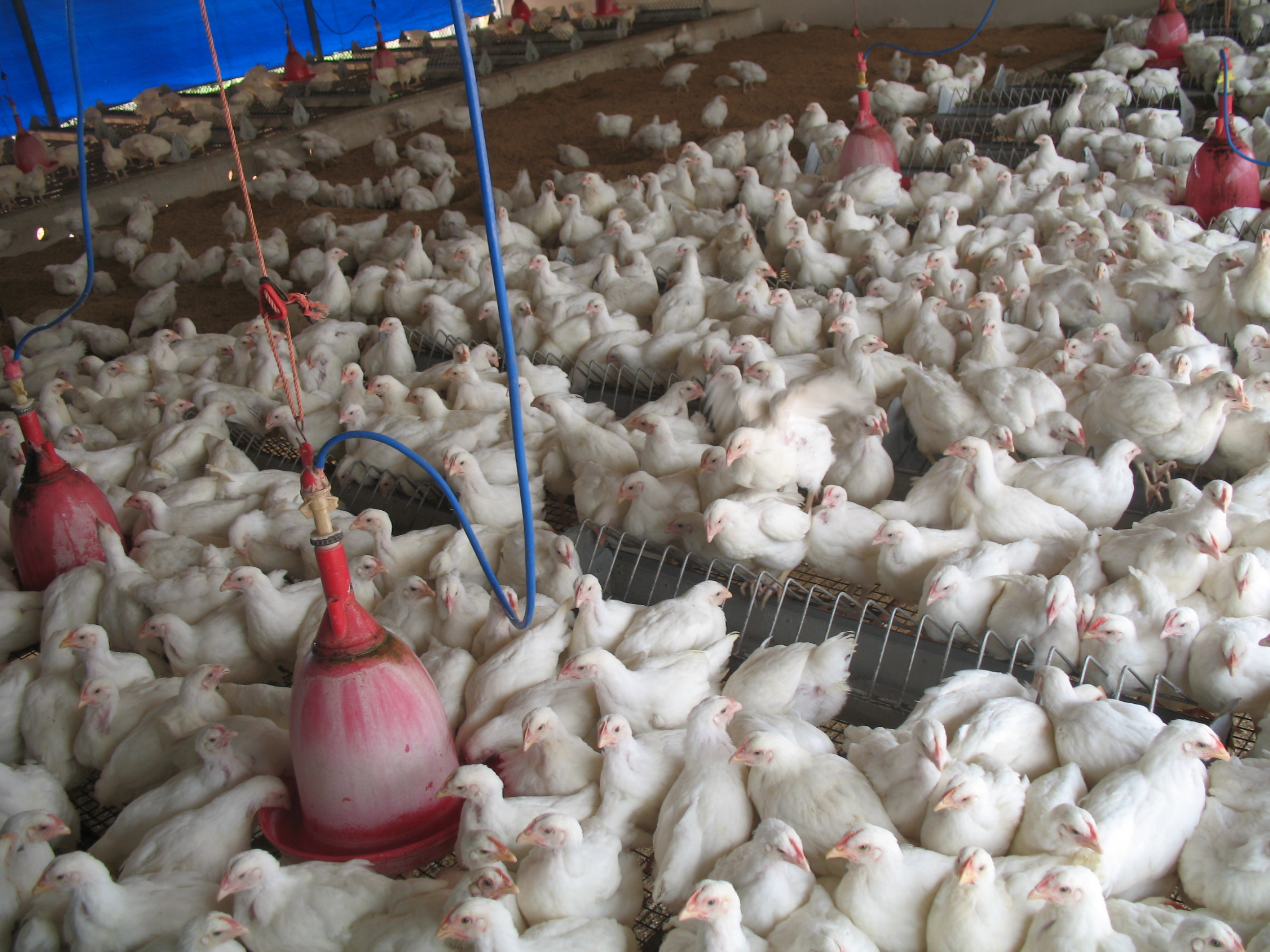 poultry chicks feeding