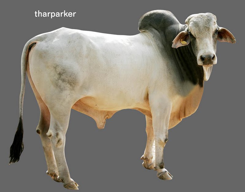 Tharbarkar