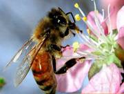 European bee
