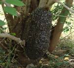 Rock bee and its hive