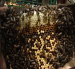 Indian bee and its hive