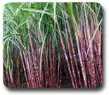 sugar crops