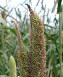 Sorghum