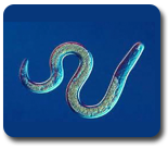 Crop Nematode Pest