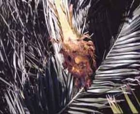 Oil Palm