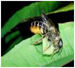 Leaf Cutter Bee