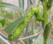 Larva on sesame hawkmoth.