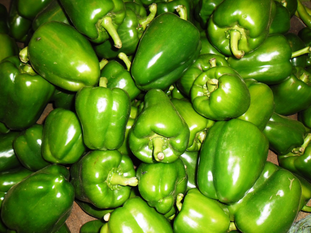 Capsicum