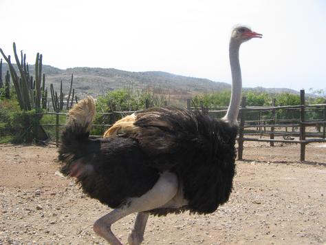 Ostrich