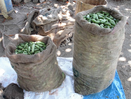 snake gourd