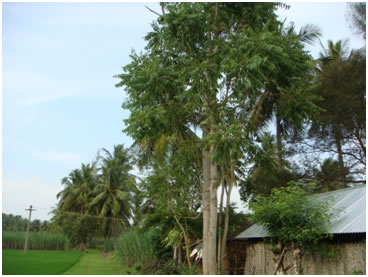 Ailanthus excelsa