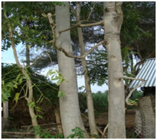 Ailanthus excelsa Bark