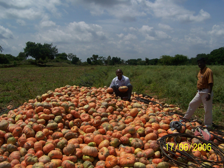 115. . Pumpkin Heap