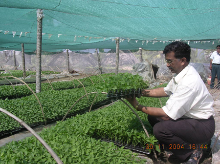 Chilli Nursery